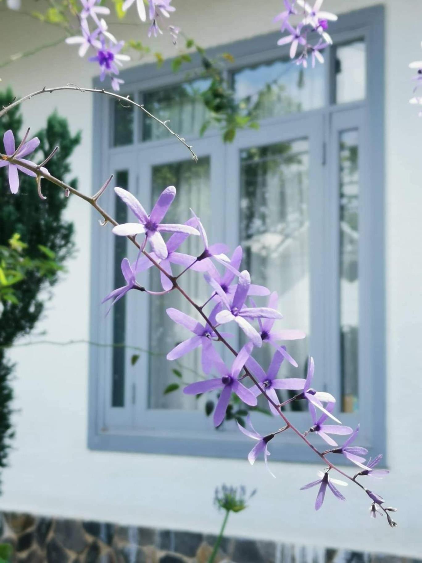 Tia Du Villa Homestay Da Lat Zewnętrze zdjęcie